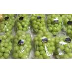 ふるさと納税 シャインマスカット 1房 600g前後 葡萄 フルーツ 岡山 高梁市産 ぜきお農園 ぶどうclub 2026年 先行予約 果物類 ブドウ 果物  岡山県高梁市