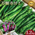 万願寺甘とう 化粧箱入 秀品 1.2kg