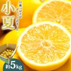 日向夏 小夏 5kg