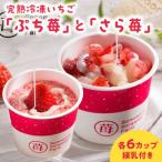 園村苺園 宇土産 完熟冷凍いちご さら苺 12カップ