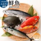 おまかせ 季節の鮮魚 お楽しみセット 琥珀コース