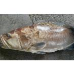高級魚天然本クエ鍋用切身 アラ付 1kg