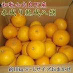 和歌山由良町産の木成り熟成八朔約10kg