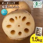 節切り 希少なオーガニック 福富れんこん 約1.5kg