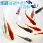 高級めだか 10匹+補償 2匹
