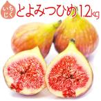 いちじく ブランド とよみつひめ 約1.2kg