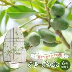 鉢植え 苗木 オリーブの木 6号 オリーブ 植物