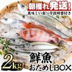 朝獲れ発送 鮮魚問屋が厳選した 鮮魚おためしBOX 約2kg程度