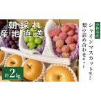 ふるさと納税 【産直もぎたて】シャインマスカット等と旬の梨セット計2kg(国産 フルーツ 果物 くだもの シャインマスカット ブドウ ナシ 贈答用.. 宮崎県小林市