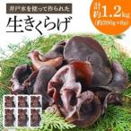 井戸水を使って作られた生きくらげ 約1.2kg