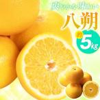 爽やかな味わい 八朔 約5kg