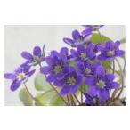 ふるさと納税 【先行予約・10月〜発送予定】春を告げる雪割草 3株入プラ鉢1個（160型）・プレート1枚付【数量限定】[ZB227] 新潟県柏崎市