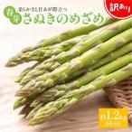 訳あり 柔らかさと甘みが際立つ さぬきのめざめ春芽 約1.2kg