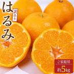 訳あり ご はるみ 約5kg