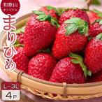 いちご まりひめ 4パック入り