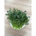 fu.... tax LED hydroponic culture potherb ( coriander )250g Ehime prefecture . north block 