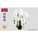 胡蝶蘭 大輪 5本