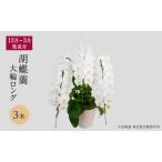 胡蝶蘭 大輪ロング 3本