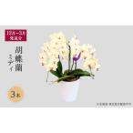 胡蝶蘭 大輪 3本