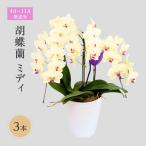 胡蝶蘭 ミディ 3本立 花色