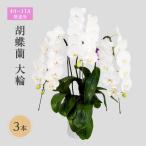 胡蝶蘭 大輪 3本立 花色