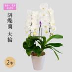 胡蝶蘭 大輪 2本