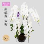 花 12月~ 分 胡蝶蘭 5本立 東北地方配送不可
