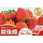 ふるさと納税 【期間・数量限定】越後姫 24〜30粒 甘くてジューシー！新潟ブランドいちご ファームくじらなみより直送[ZB360] 新潟県柏崎市