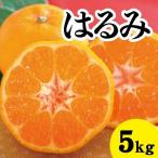 みかん 柑橘 甘くてジューシー 瀬戸内さぎしまのはるみ