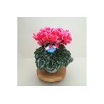 ふるさと納税 【先行予約】シクラメン リップスオレンジ 5号鉢 花ギフト 根本園芸 | シクラメン 福島県南相馬市