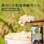 金のいぶき 玄米粥 6パックセット