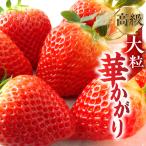 岐阜のおおきないちご 華かがり いちご