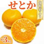 とろける食感 せとか 約3kg化粧箱入り