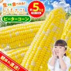★2027年 ★朝採りトウモロコシ 約5kg