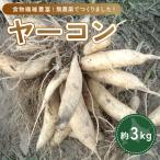 ヤーコン 3kg