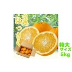 タカじいの完熟 さつき はっさく 5kg