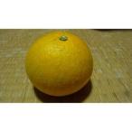 自然農歴11年以上 はっさく 紅八朔 7.5kg