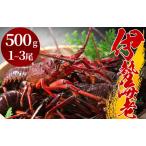 ふるさと納税 【先行予約】 伊勢海老（1〜3尾）【 伊勢海老 いせえび 】 静岡県南伊豆町