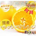 秀品 希少な バレンシアオレンジ 5kg