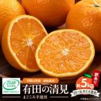 有田の清見 訳あり 5kg