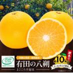 有田の八朔 はっさく 約10kg