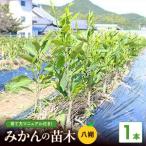 八朔 はっさく 苗木 2年生 1本