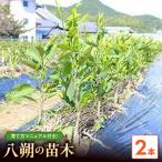 八朔 はっさく 苗木 2年生 2本