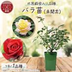 おおがファーム 店長 世界殿堂入りのバラ苗1品種