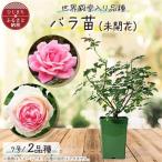 おおがファーム 店長 世界殿堂入りのバラ苗2品種