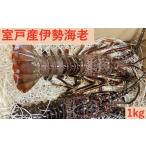 室戸産伊勢エビ1kg