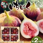 堀野農園のいちじく 約2kg