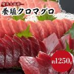 クロマグロ 黒マグロ 1 250g以上