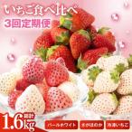 パールホワイト さがほのか 冷凍いちご いちご