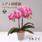 胡蝶蘭 アンスラ パレルモ 2本立 花 ミディ胡蝶蘭